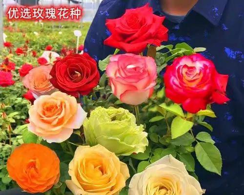 如何正确种植玫瑰花种子（一步一步教你如何成功种植玫瑰花种子）-第2张图片-绿意生活