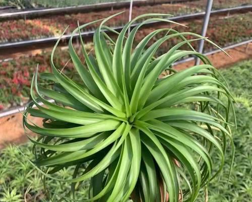 菠萝水培如何移植到土壤中生长？（通过正确的移植方法实现菠萝水培成功转土）-第1张图片-绿意生活