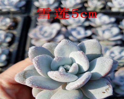 多肉雪莲叶子干枯了怎么办？（解决多肉雪莲叶子干枯问题的有效方法）-第2张图片-绿意生活