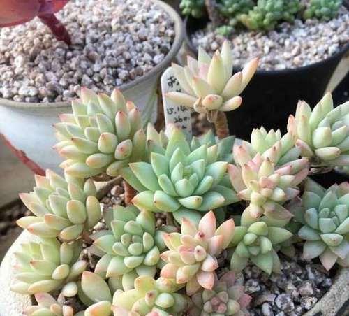 用花生壳来种植多肉（轻松打造绿色家园，花生壳也能变身小绿植）-第1张图片-绿意生活