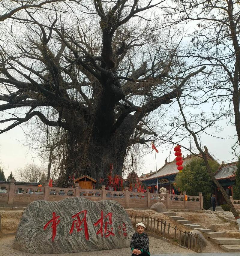 家里种槐树的风水好处（槐树的神秘力量与影响）-第3张图片-绿意生活