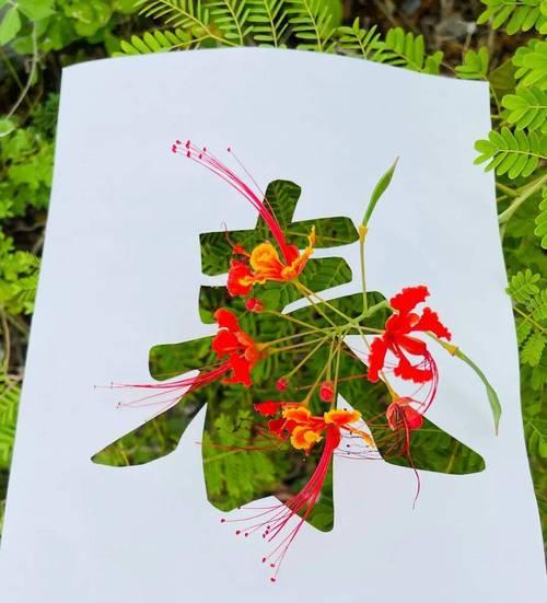 喜春花的剪花技巧与养护知识（掌握剪花技巧，让喜春花常年盛开）-第2张图片-绿意生活
