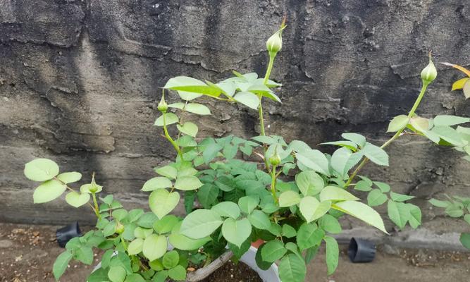 喜春花的剪花技巧与养护知识（掌握剪花技巧，让喜春花常年盛开）-第3张图片-绿意生活