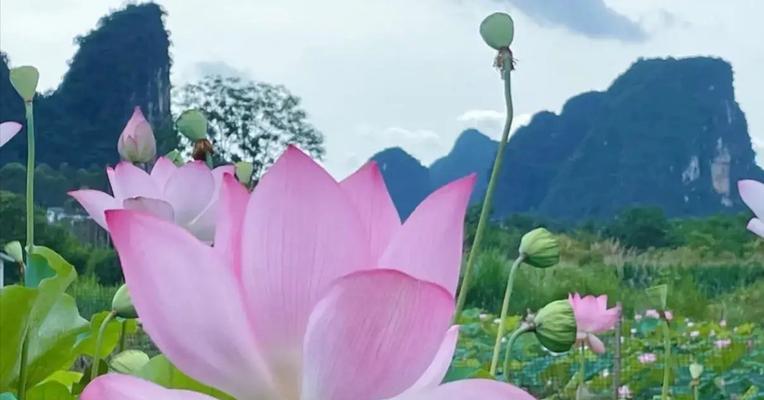 莲花的开花周期（探秘莲花开花的奥秘）-第1张图片-绿意生活