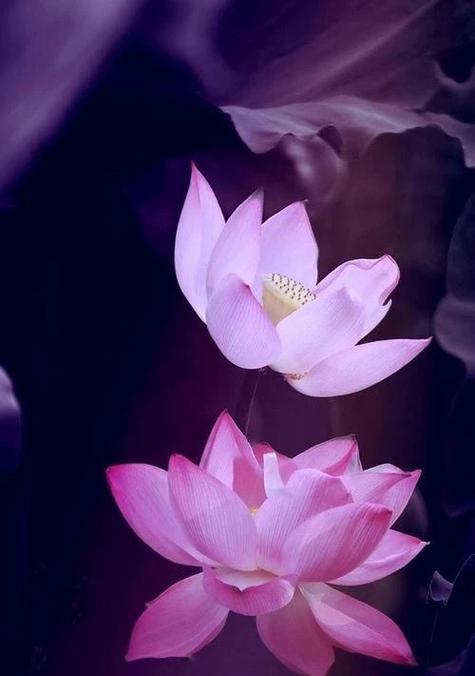 莲花的开花周期（探秘莲花开花的奥秘）-第3张图片-绿意生活