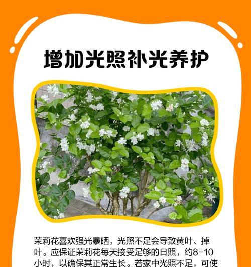 茉莉新叶子发黄怎么办？（解决茉莉新叶子发黄的方法与技巧）-第1张图片-绿意生活