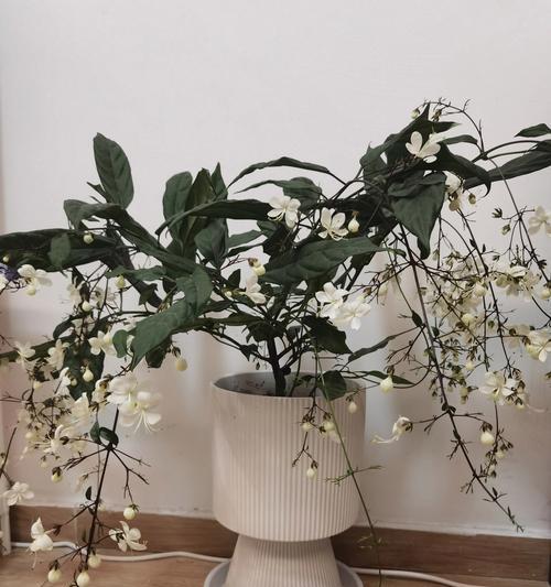 茉莉新叶子发黄怎么办？（解决茉莉新叶子发黄的方法与技巧）-第2张图片-绿意生活