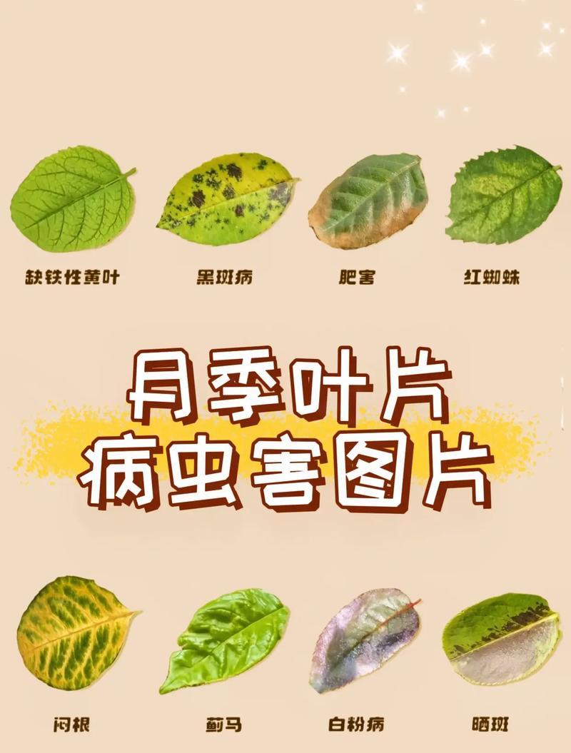 保护健康，预防生病——以月季为例（月季花的养护和健康，让您远离疾病）-第1张图片-绿意生活