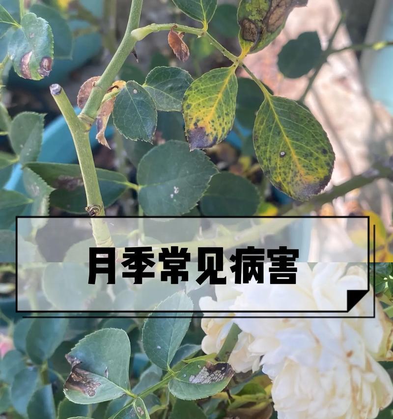 保护健康，预防生病——以月季为例（月季花的养护和健康，让您远离疾病）-第2张图片-绿意生活