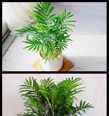 如何养好袖珍宠物？（养袖珍宠物，关注细节才能赢得它们的心）-第2张图片-绿意生活