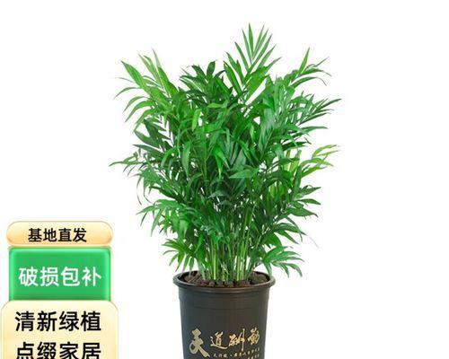 如何养好袖珍宠物？（养袖珍宠物，关注细节才能赢得它们的心）-第1张图片-绿意生活