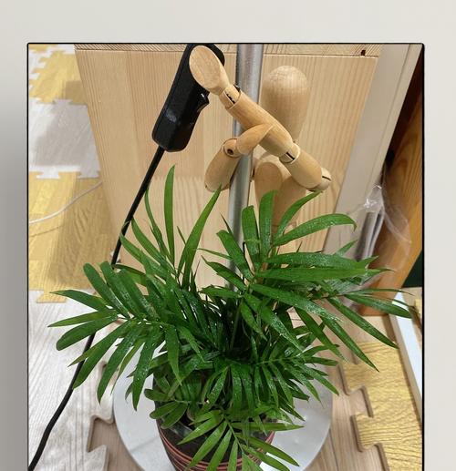 如何养好袖珍宠物？（养袖珍宠物，关注细节才能赢得它们的心）-第3张图片-绿意生活