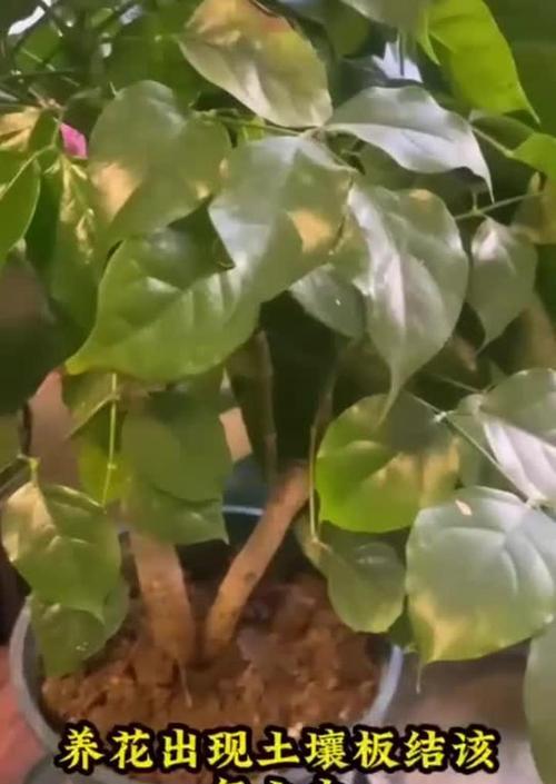 解决养花土壤板结的有效方法（打破土壤板结，助力花草生长）-第3张图片-绿意生活