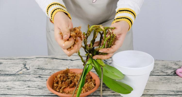 饭菜工程（保护农作物健康成长的关键技巧与方法）-第1张图片-绿意生活