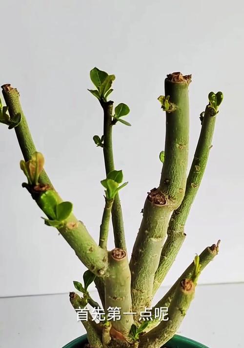 如何拯救沙漠玫瑰叶子发软的方法（沙漠玫瑰叶子发软的原因及护理技巧）-第2张图片-绿意生活