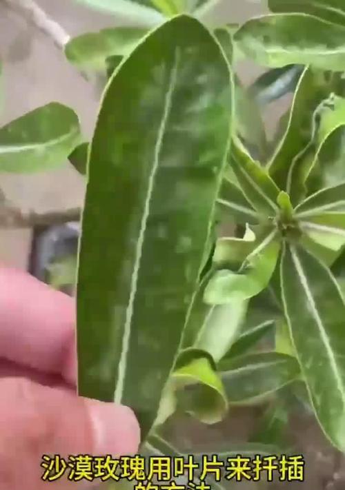 如何拯救沙漠玫瑰叶子发软的方法（沙漠玫瑰叶子发软的原因及护理技巧）-第3张图片-绿意生活