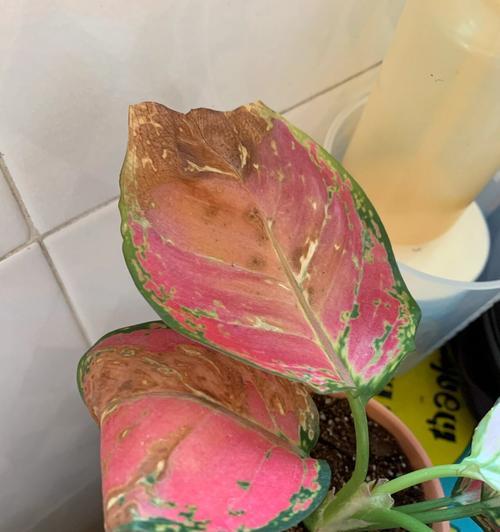 树叶又多又黄的原因及解决方法（揭秘多黄叶树木背后的隐情，了解保护植物健康的正确方式）-第2张图片-绿意生活