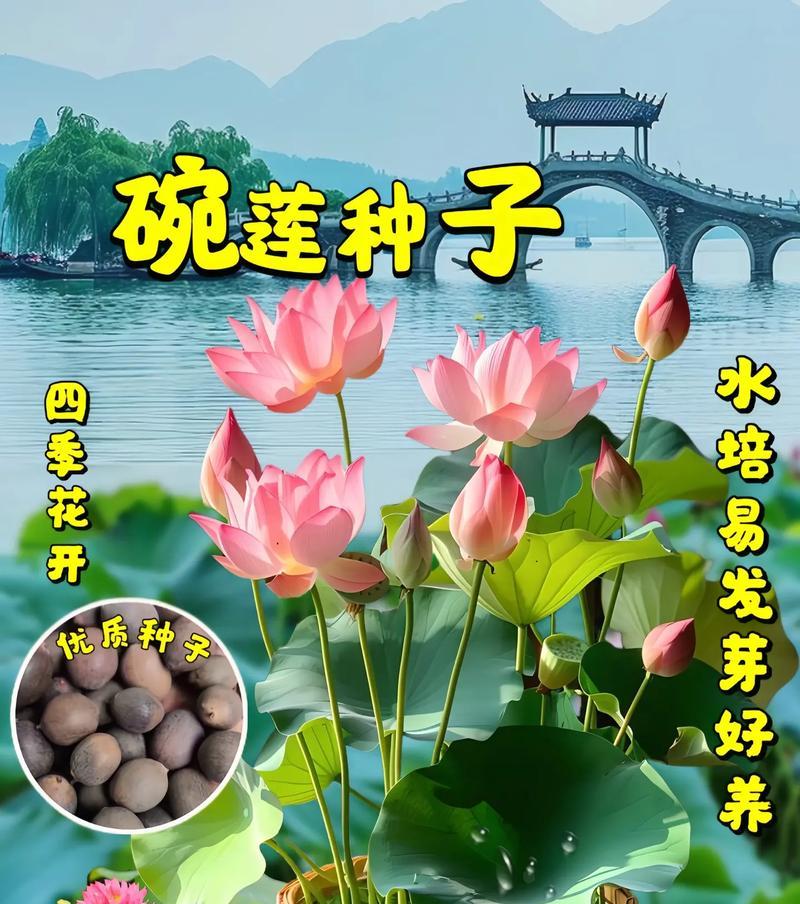以碗莲种子怎么泡，从种植到开花，分享成功经验（碗莲种子的泡种方法及注意事项）-第3张图片-绿意生活