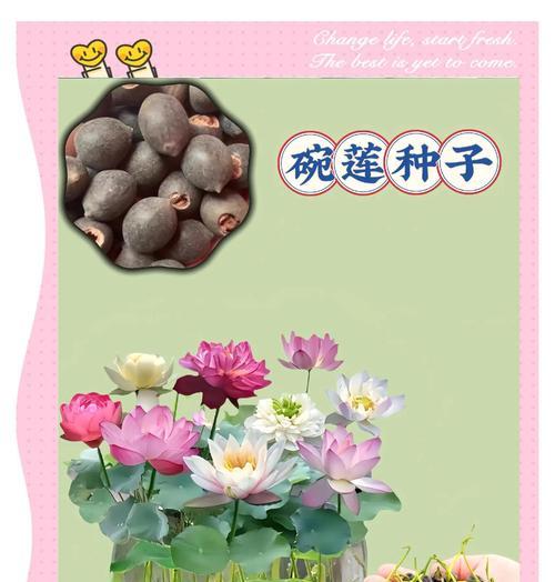 以碗莲种子怎么泡，从种植到开花，分享成功经验（碗莲种子的泡种方法及注意事项）-第2张图片-绿意生活