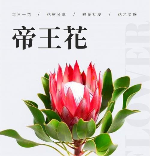 帝王花种植指南（帝王花的栽培技巧、生长环境和养护要点）-第3张图片-绿意生活