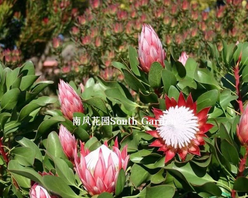 帝王花种植指南（帝王花的栽培技巧、生长环境和养护要点）-第2张图片-绿意生活