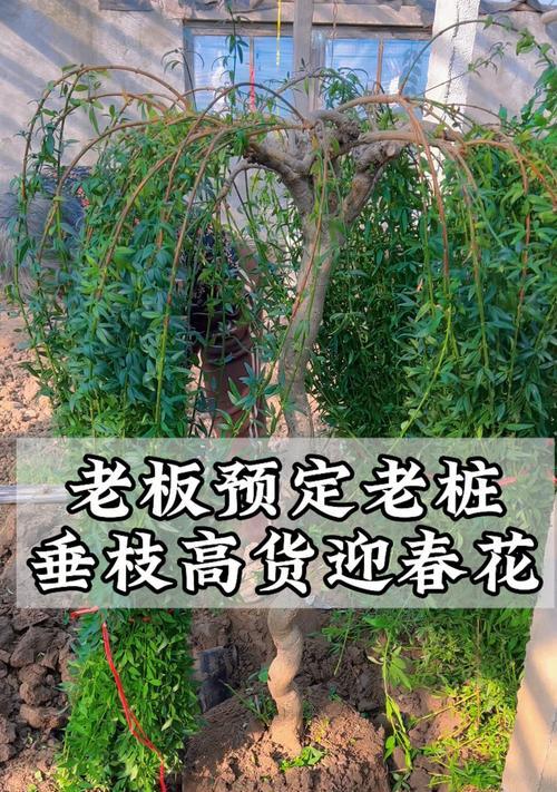 打造独特造型的迎春花（迎春花的造型插栽，展示美丽与艺术的结合）-第3张图片-绿意生活