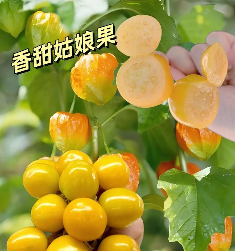 姑娘果的采摘与上市时间（了解姑娘果成熟时间，享受新鲜美味）-第1张图片-绿意生活