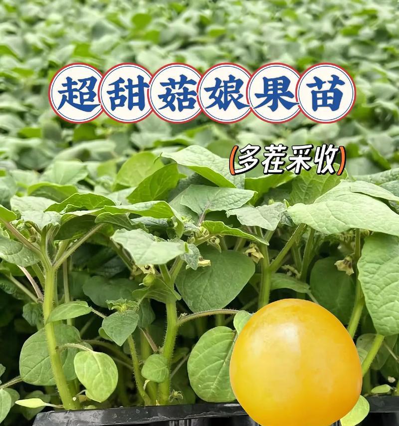 姑娘果的采摘与上市时间（了解姑娘果成熟时间，享受新鲜美味）-第3张图片-绿意生活