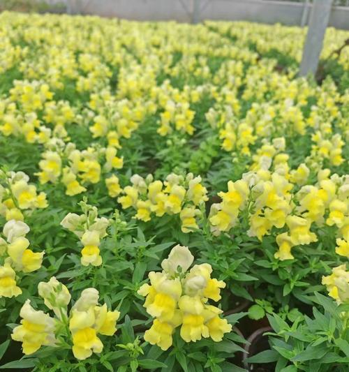 金鱼草的花语（深入了解金鱼草的花语，传递美好情感）-第2张图片-绿意生活