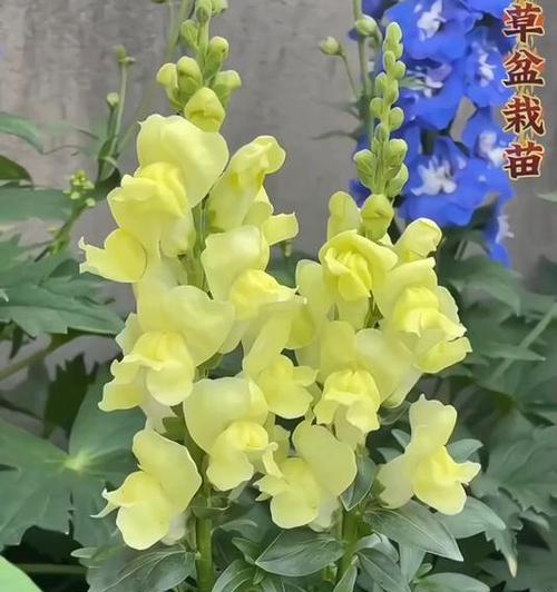 金鱼草的花语（深入了解金鱼草的花语，传递美好情感）-第1张图片-绿意生活