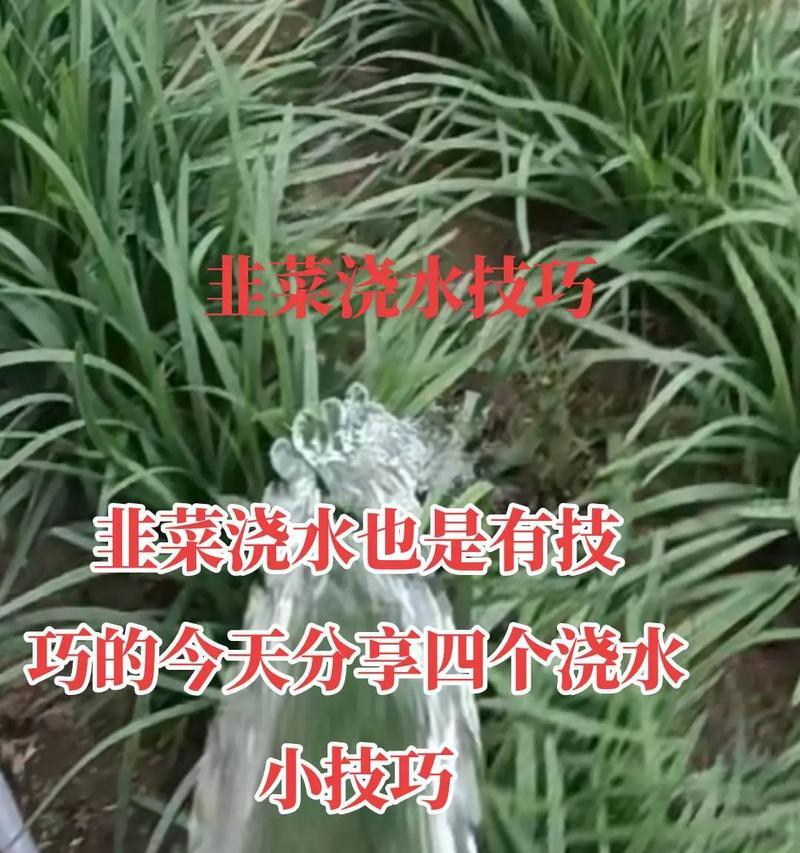 以水怎么算浇透？（探索浇水的科学方法与技巧）-第1张图片-绿意生活
