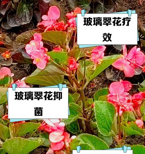 玻璃翠如何快速生长（打造良好的环境是关键）-第1张图片-绿意生活