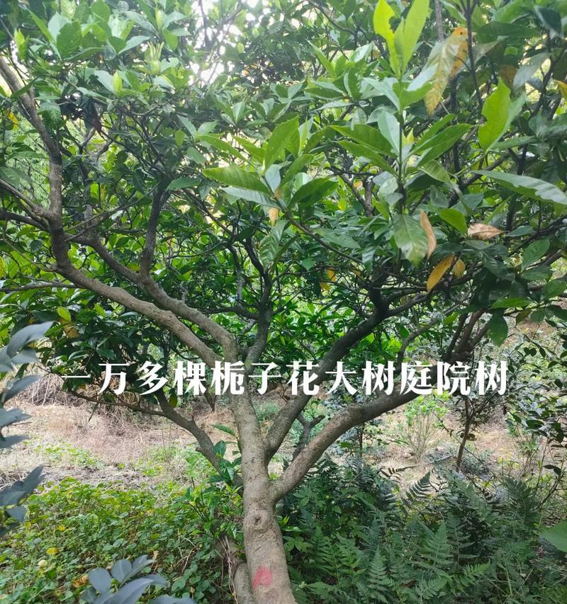 栀子花树的栽培和养护技巧（打造浪漫花园的秘诀，栀子花树成为焦点）-第2张图片-绿意生活