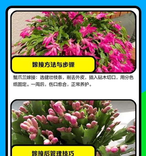 嫁接蟹爪兰的养殖方法与注意事项（打造美丽花园，从嫁接蟹爪兰开始）-第1张图片-绿意生活