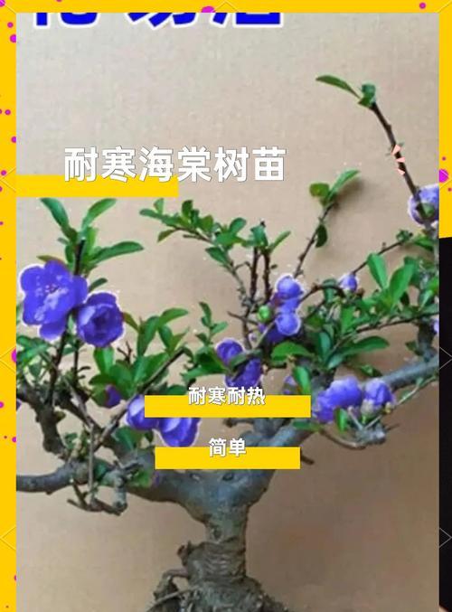 四季海棠繁殖方法和注意事项（了解四季海棠的关键，培育美丽花园）-第3张图片-绿意生活