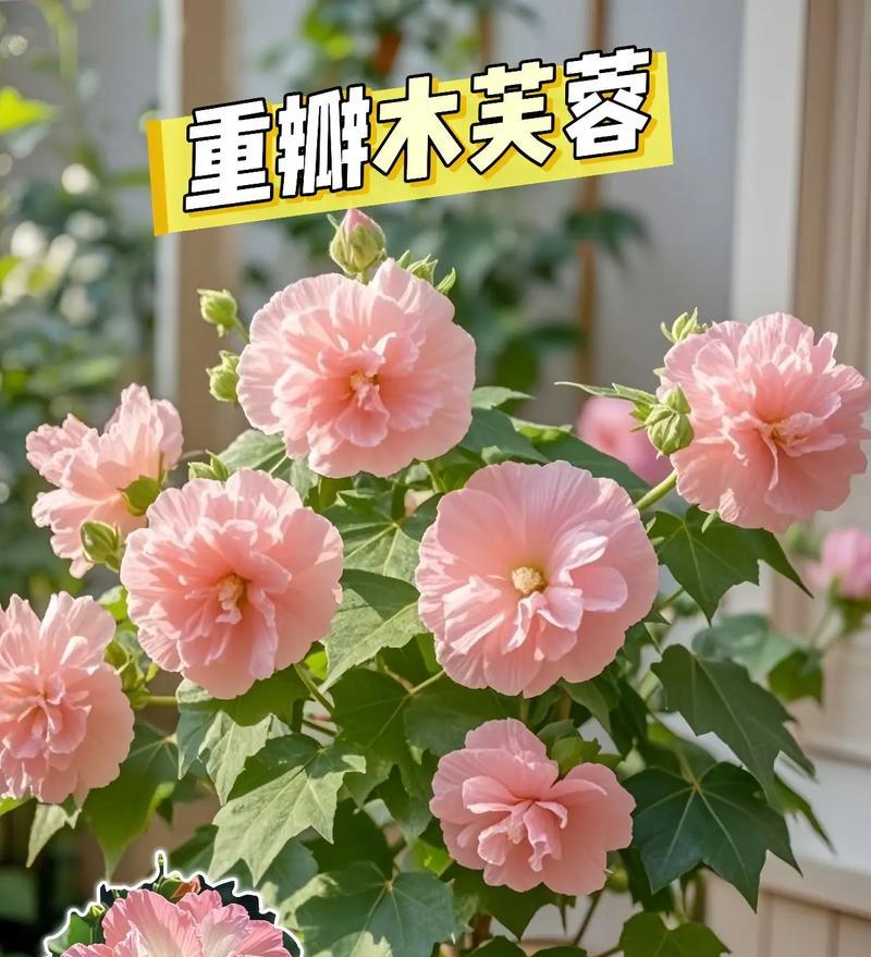 木芙蓉花的栽培与养护（打造绚丽花海，享受自然之美）-第1张图片-绿意生活
