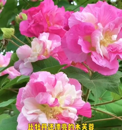 木芙蓉花的栽培与养护（打造绚丽花海，享受自然之美）-第2张图片-绿意生活