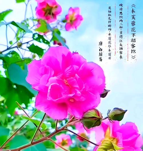 木芙蓉花的栽培与养护（打造绚丽花海，享受自然之美）-第3张图片-绿意生活