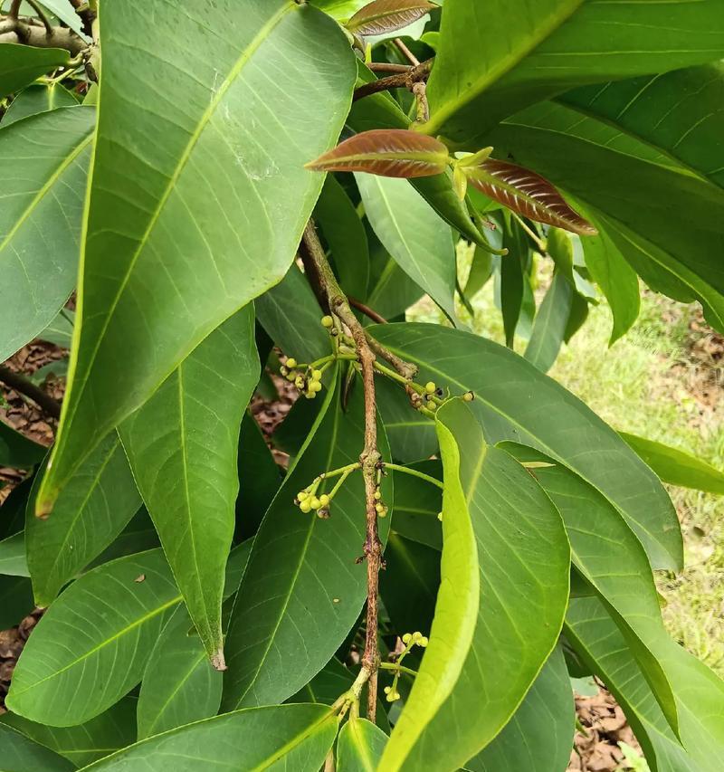 如何催开莲雾花？（时间方法解析，让你的莲雾花开的更美）-第1张图片-绿意生活