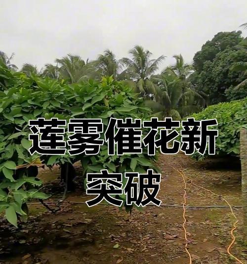 如何催开莲雾花？（时间方法解析，让你的莲雾花开的更美）-第3张图片-绿意生活