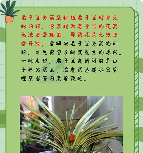 以君子兰夹箭折断，你该如何处理？（学会护理君子兰，让它重获健康）-第2张图片-绿意生活