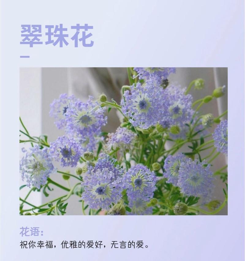 悼念花的花语——失去（用花言葬送心中的悲痛）-第1张图片-绿意生活