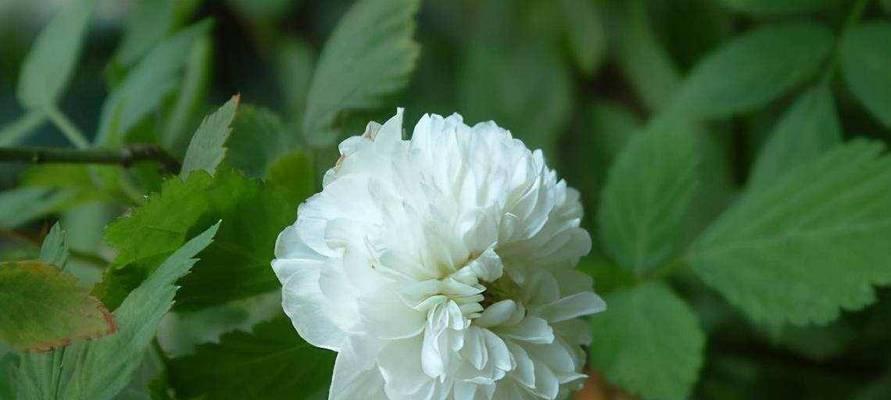 悼念花的花语——失去（用花言葬送心中的悲痛）-第3张图片-绿意生活