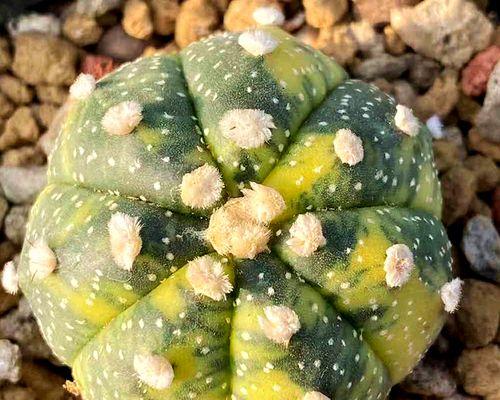以星兜养仙人球，打造独特的植物世界（星兜养仙人球的养护技巧，让你的植物更加亮眼夺目）-第2张图片-绿意生活