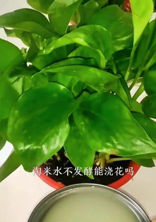 浇花的正确水的存放方法（保持水质清洁，让植物茁壮成长）-第1张图片-绿意生活