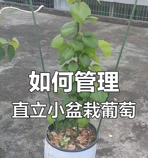 家庭葡萄树的剪枝技巧（掌握剪枝技巧，让家中葡萄树健康生长）-第3张图片-绿意生活