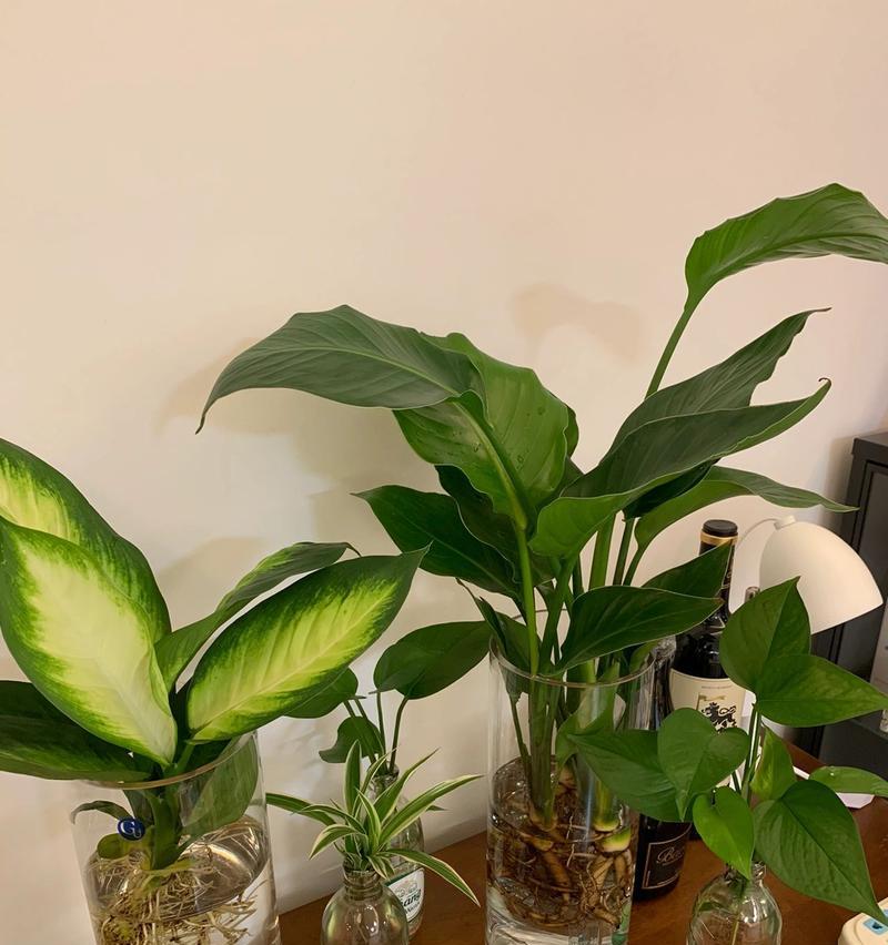 豆瓣种植（探究两种种植方式的优缺点，为你的豆瓣种植提供参考。）-第3张图片-绿意生活