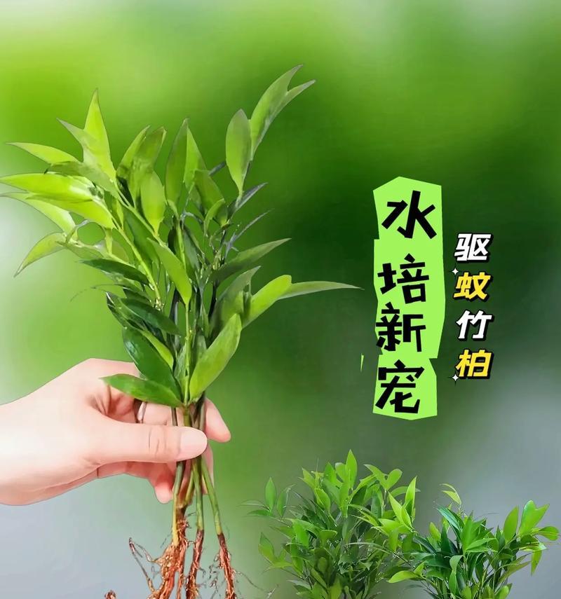 豆瓣种植（探究两种种植方式的优缺点，为你的豆瓣种植提供参考。）-第1张图片-绿意生活