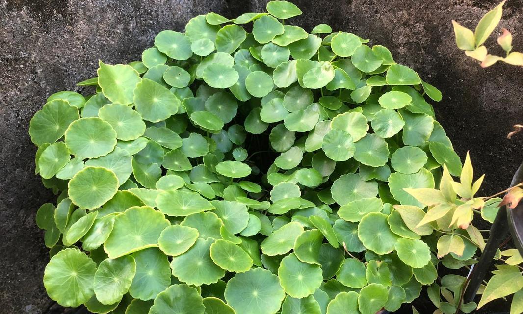 豆瓣种植（探究两种种植方式的优缺点，为你的豆瓣种植提供参考。）-第2张图片-绿意生活