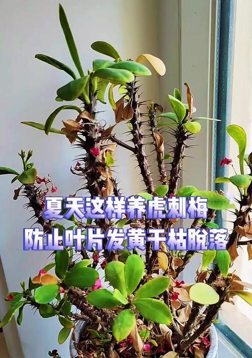 如何成功地养殖刺梅？（刺梅的养殖方法和注意事项）-第2张图片-绿意生活